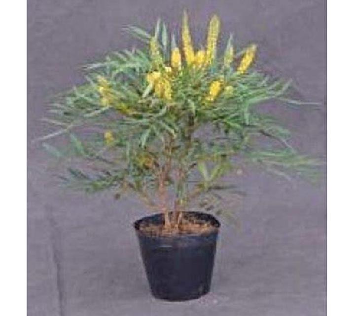 Beatriz Algodre escort