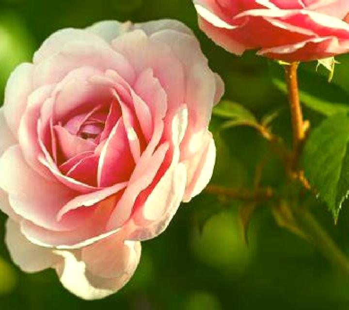 Rosa Bunyola escort