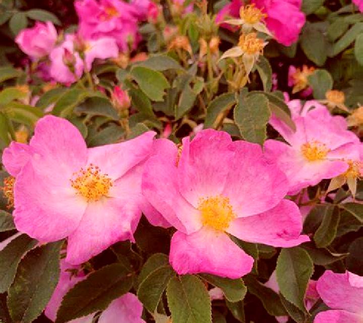 Rosa Duesaiguees escort