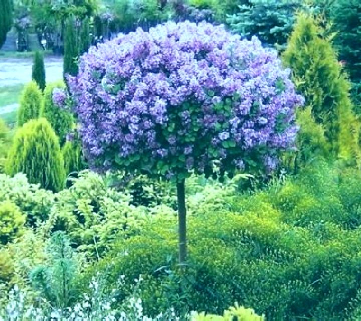 Rosa Fresno de Rodilla escort