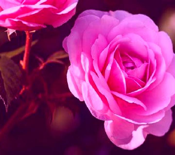 Rosa Mazuela escort